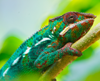 4K Kalitesinde Sürüngenleri İnceledik !